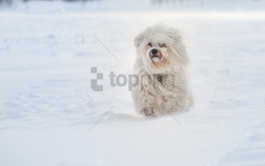 havanese dog running snow winter wallpaper PNG images for advertising