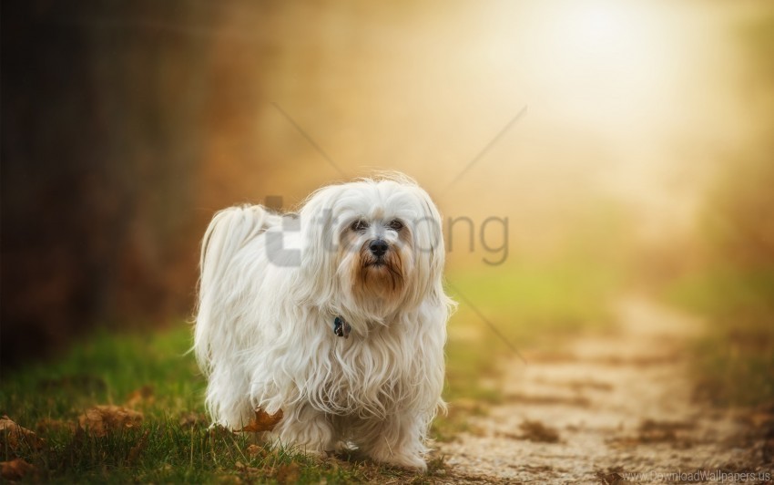 havanese wallpaper PNG Isolated Object on Clear Background