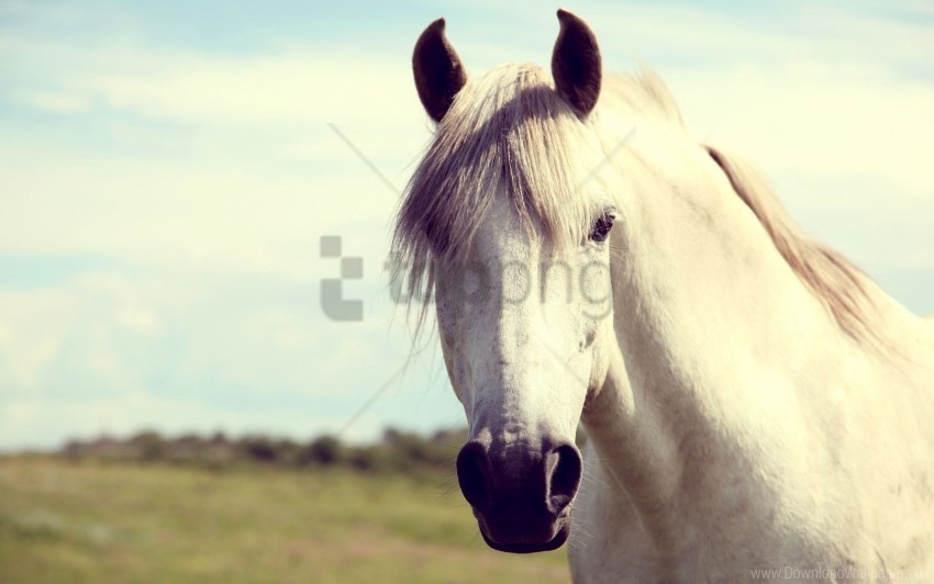 Head Horse Mane White Wallpaper ClearCut Background PNG Isolated Item