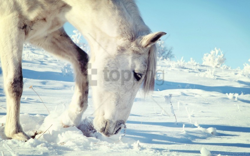 head horse snow wallpaper Clear PNG