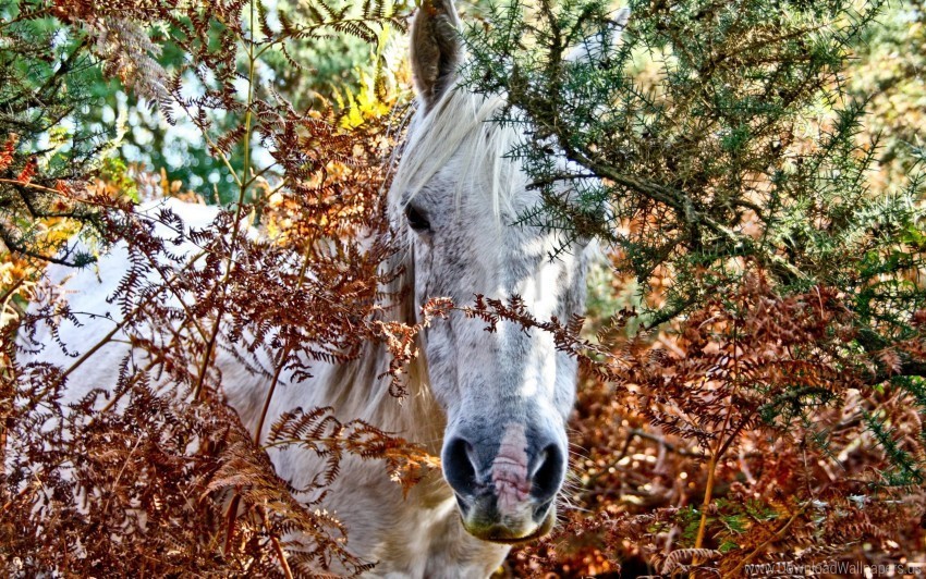 head horses look out trees wallpaper High-quality transparent PNG images