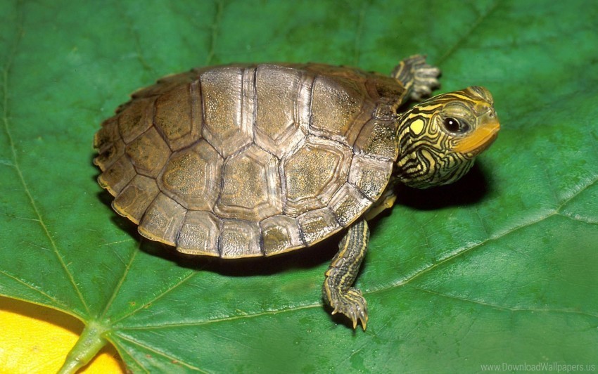 head leaf shell turtle wallpaper PNG with no registration needed