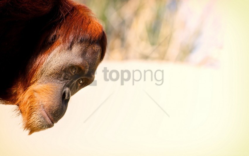 head look out monkey white background wallpaper PNG Graphic with Clear Isolation