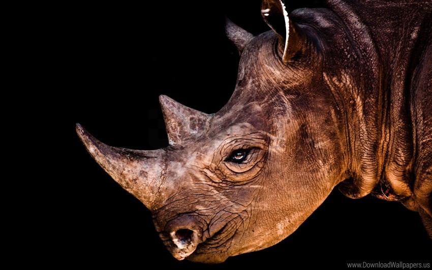 head pro rhino shadow wallpaper Transparent PNG images wide assortment