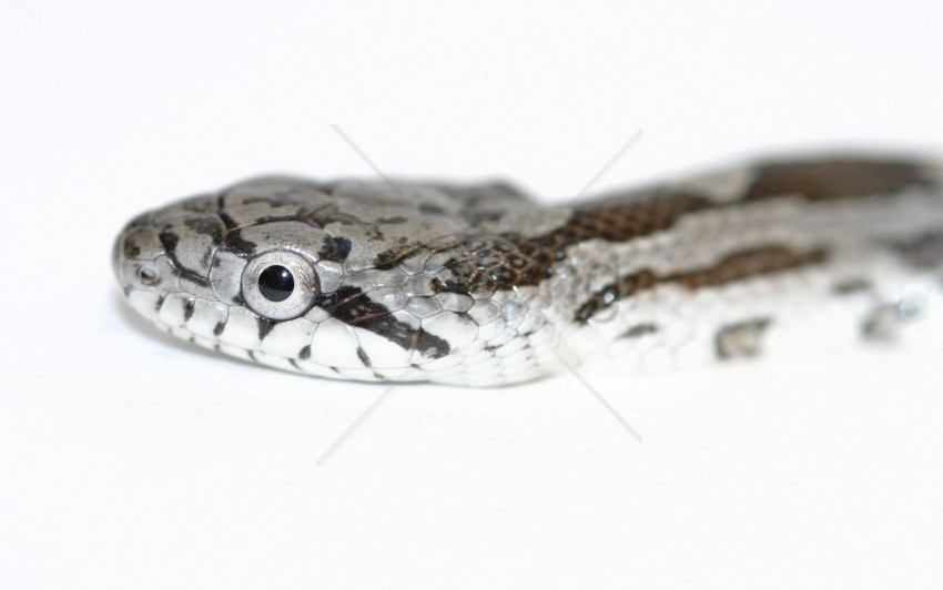 head reptile snake spotted wallpaper PNG transparent images bulk