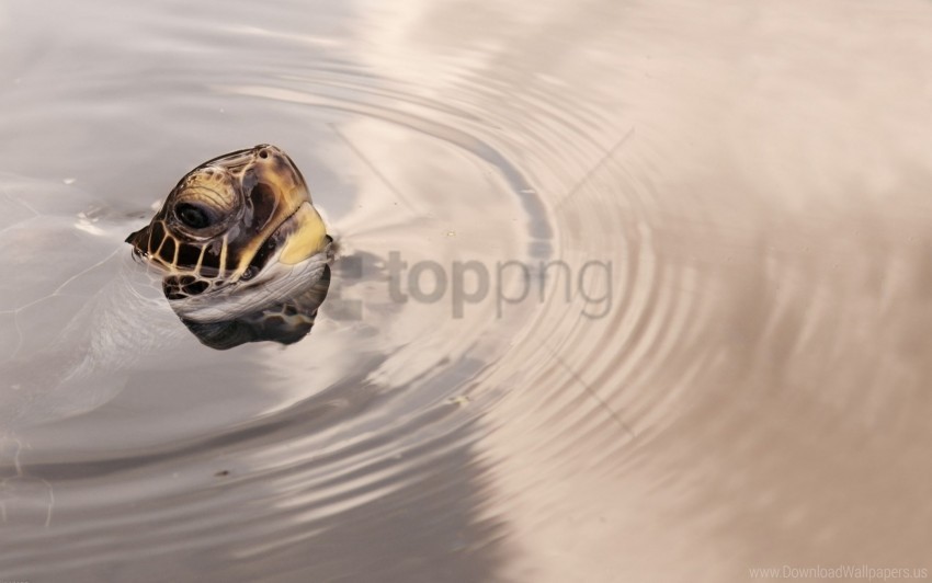 head surface turtles water wheels wallpaper Isolated Design Element on Transparent PNG