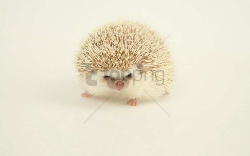 hedgehog light spines wallpaper ClearCut Background Isolated PNG Design