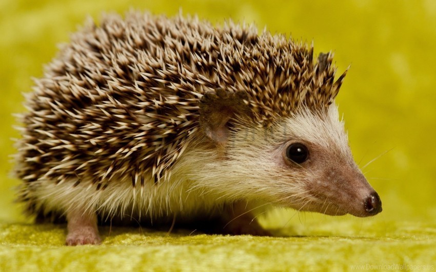hedgehog muzzle spines wallpaper PNG images with transparent canvas variety