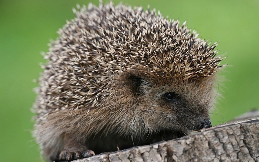 hedgehog small spines wallpaper PNG files with clear background collection