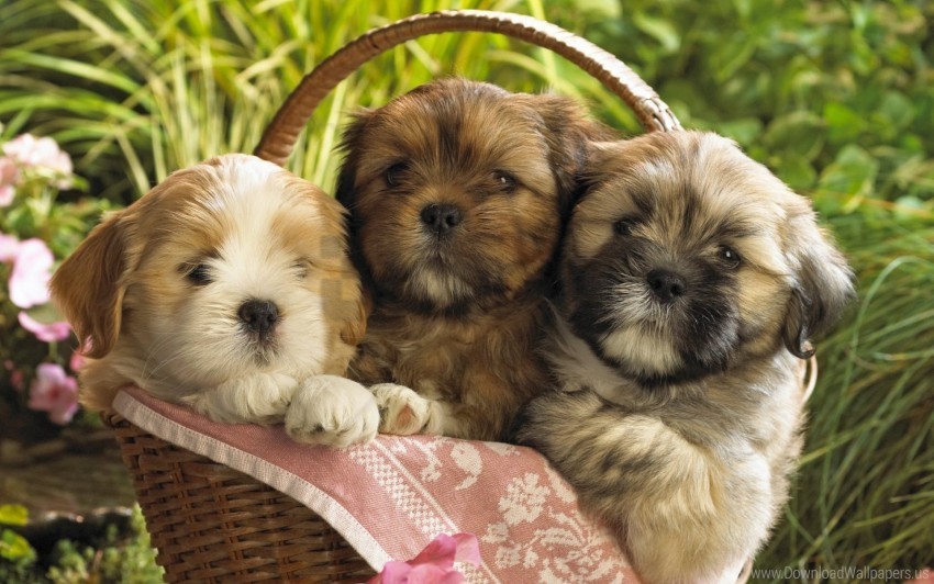 herb puppies shopping sit three wallpaper Transparent Background Isolated PNG Design