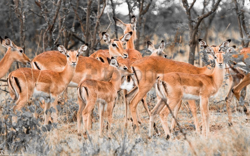 herd of deer wallpaper PNG Graphic Isolated with Transparency