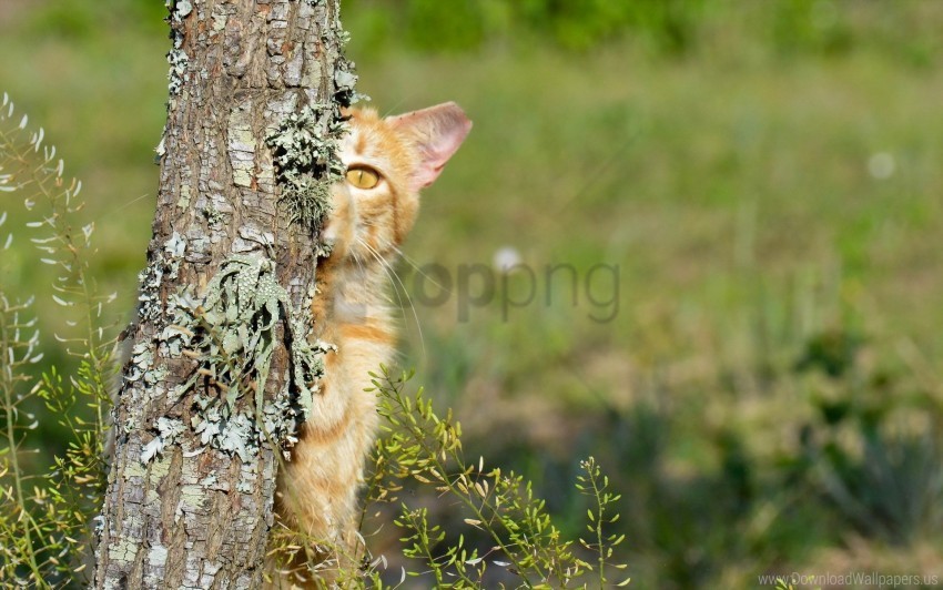 hide kitten look wood wallpaper Isolated Object with Transparency in PNG