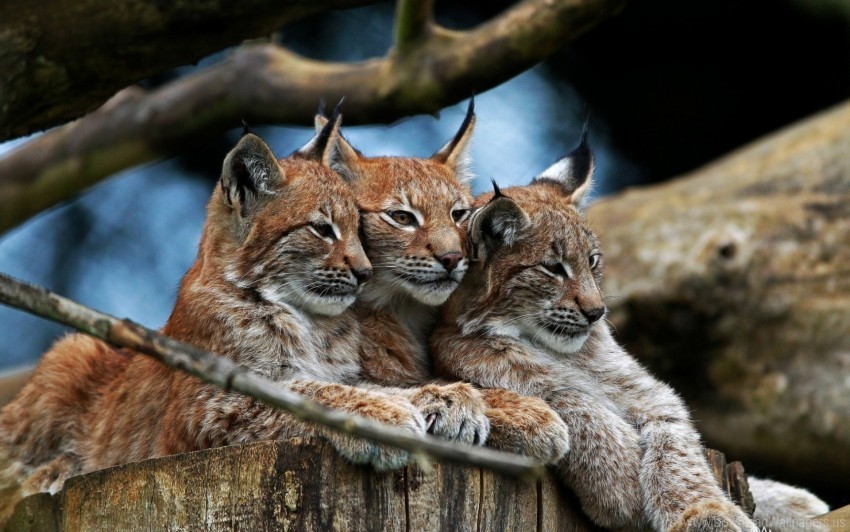 hide lie lynx three wallpaper Transparent PNG Isolated Graphic with Clarity