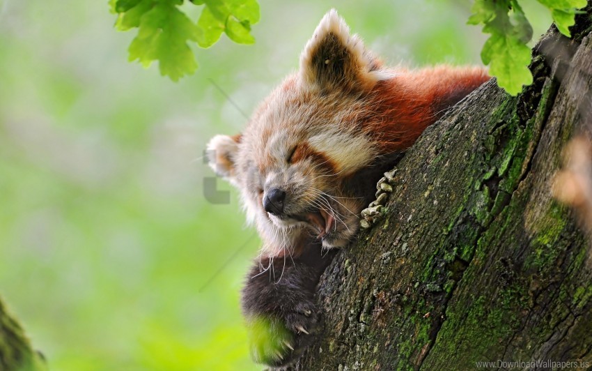 hide red panda tree yawn wallpaper Transparent PNG pictures archive