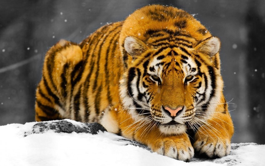 hiding predator snow tiger wallpaper Isolated Item with Transparent Background PNG