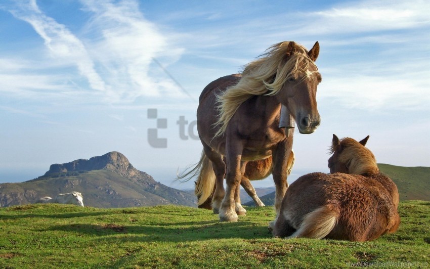 hill horses wallpaper Isolated Graphic on Clear Transparent PNG