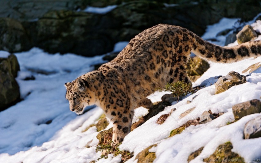 hills snow snow leopard wallpaper Transparent Background Isolation of PNG