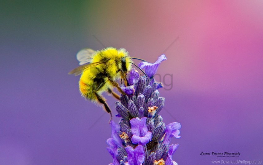 honey lavendar nectar wallpaper PNG transparent images for printing