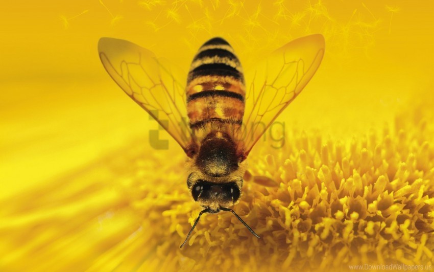 honey more than wallpaper PNG transparent images bulk