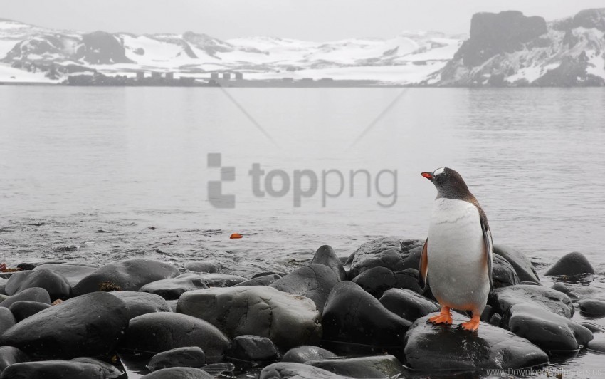 horizon penguin rocks sea wallpaper Free PNG images with transparent backgrounds