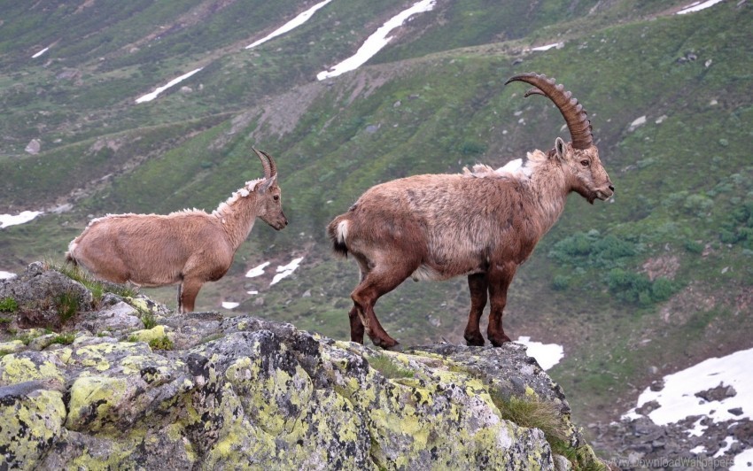 horns mountain goat rock wallpaper PNG with Transparency and Isolation