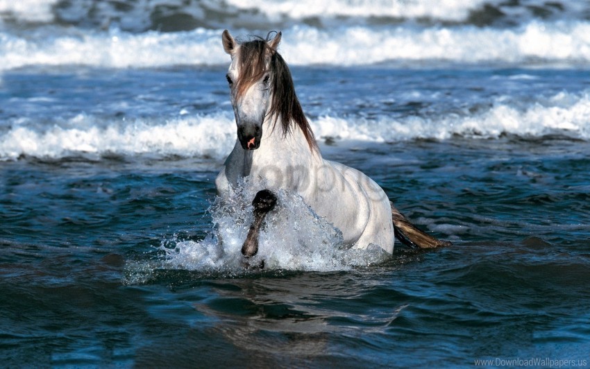 horse jump sea water wallpaper Transparent PNG Graphic with Isolated Object