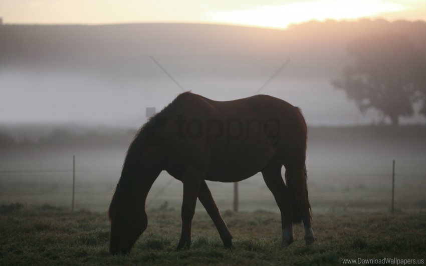 horse landscape misty silhouette wallpaper PNG for free purposes