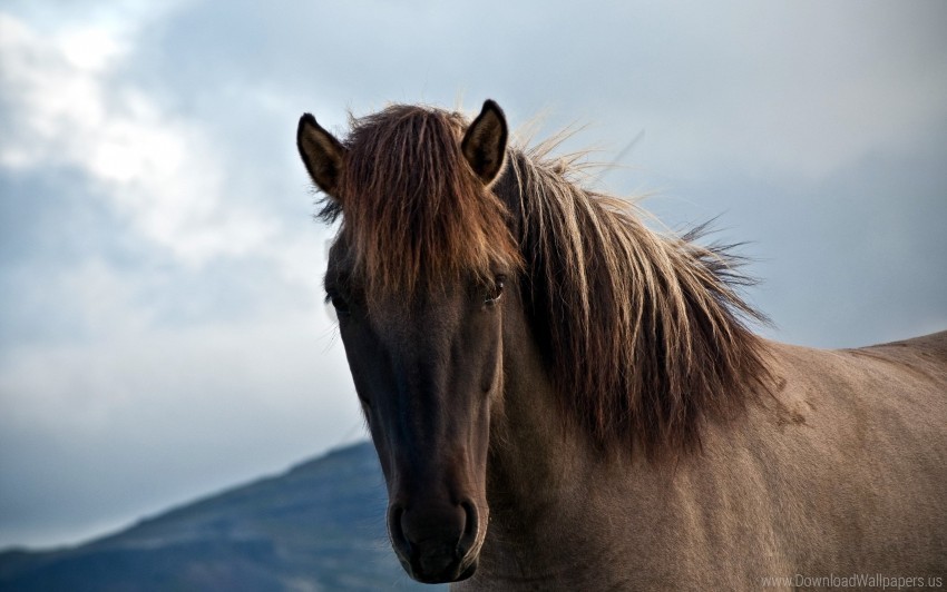 Horse Look Mane Wallpaper Isolated Item On HighQuality PNG