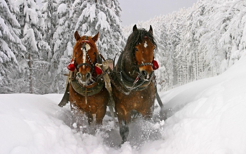 horse sled sledding snow wallpaper Isolated Item on HighResolution Transparent PNG