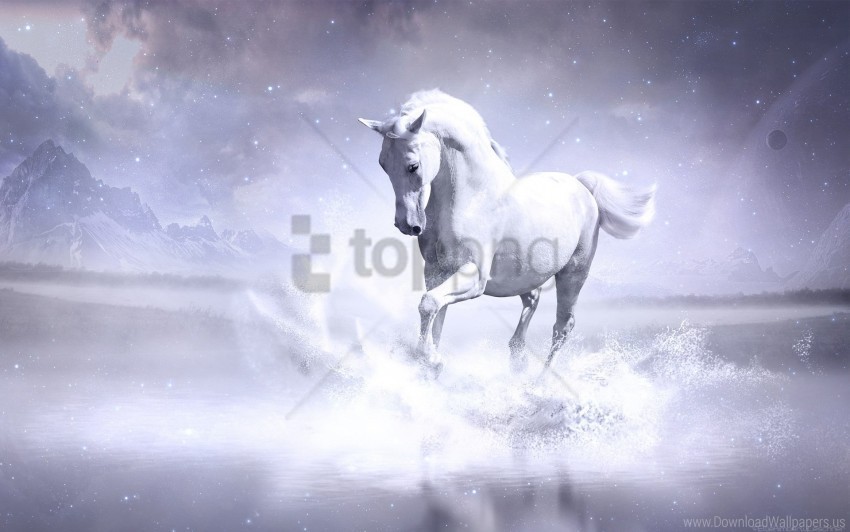 horse white wallpaper PNG transparent backgrounds