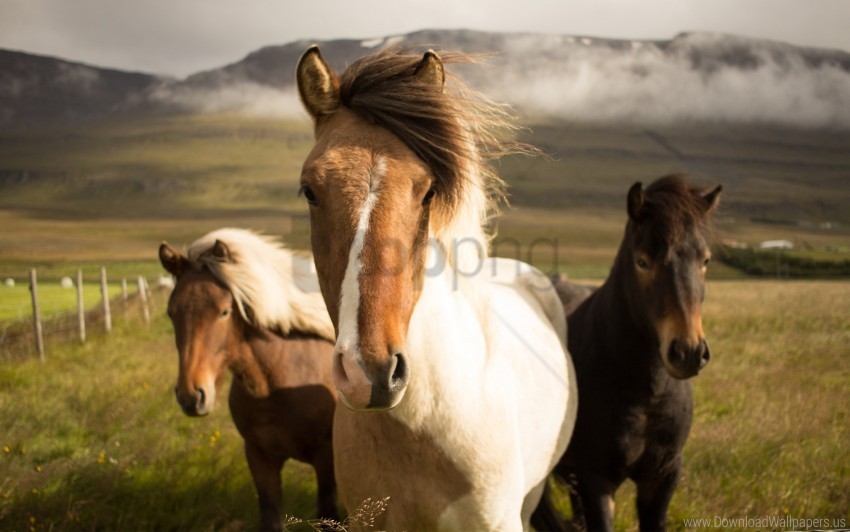 horses iceland wallpaper PNG images with no limitations