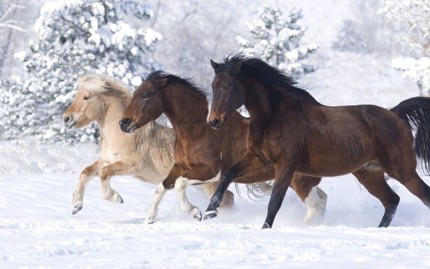 Horses Running At A Gallop Winter Wallpaper Transparent PNG Picture