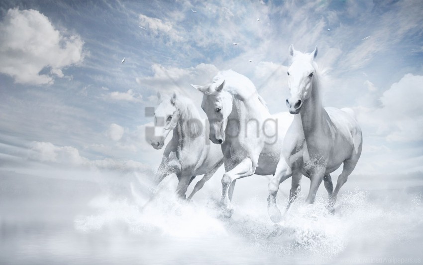 horses white wallpaper PNG transparent elements package