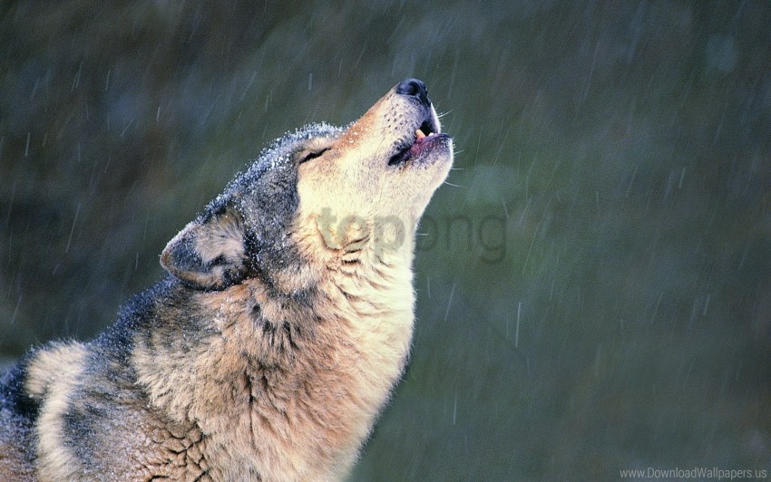 howl loneliness muzzle wolf wallpaper PNG images with alpha transparency selection