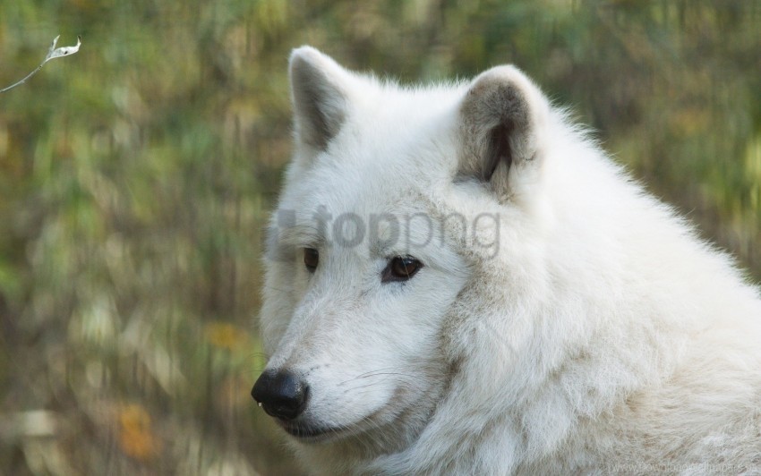 hudson wolf muzzle predator wolf wallpaper PNG images for merchandise
