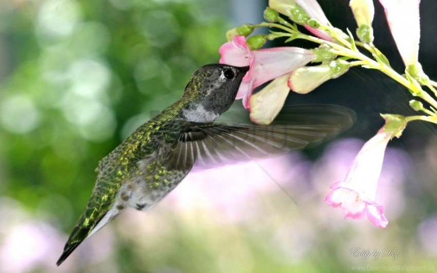 hummingbird hungry wallpaper PNG with transparent bg