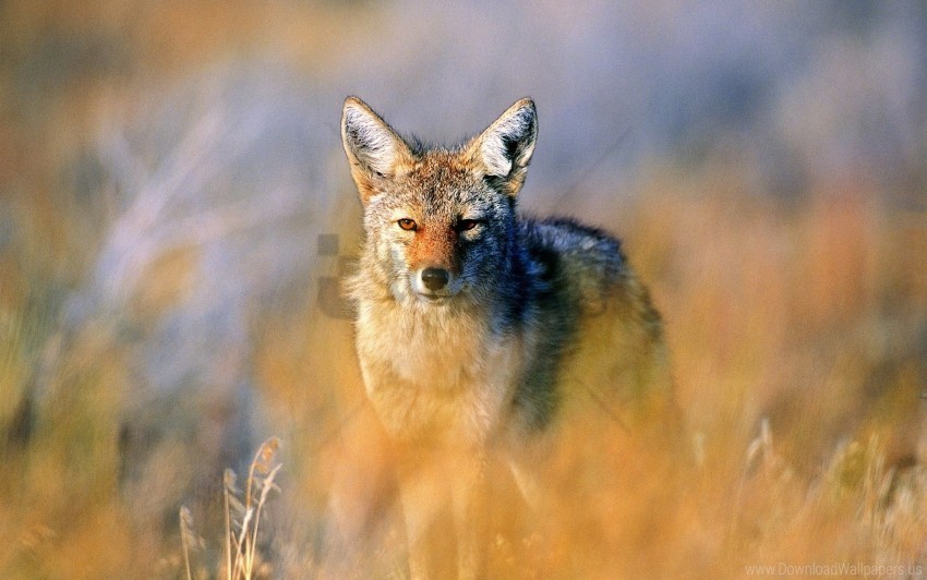 hunting jackal steppe wallpaper Free PNG images with alpha channel