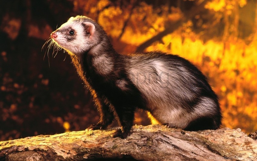 hunting mongoose nature opinion polecat wallpaper High-quality transparent PNG images