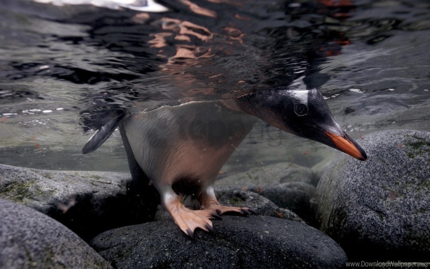 hunting penguin rocks swimming under water walking wallpaper PNG for educational use