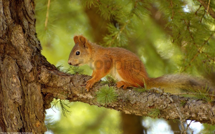 hunting pine squirrel summer tree wallpaper PNG photo without watermark