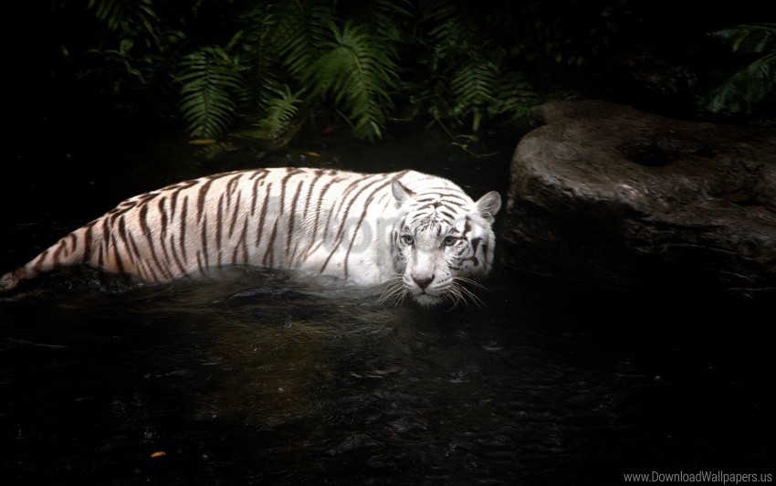 hunting swimming tiger water white wallpaper Transparent Background Isolation in HighQuality PNG