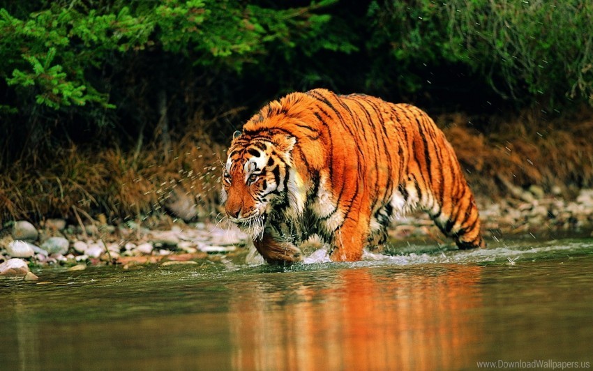 hunts tiger water wallpaper Isolated Character with Transparent Background PNG