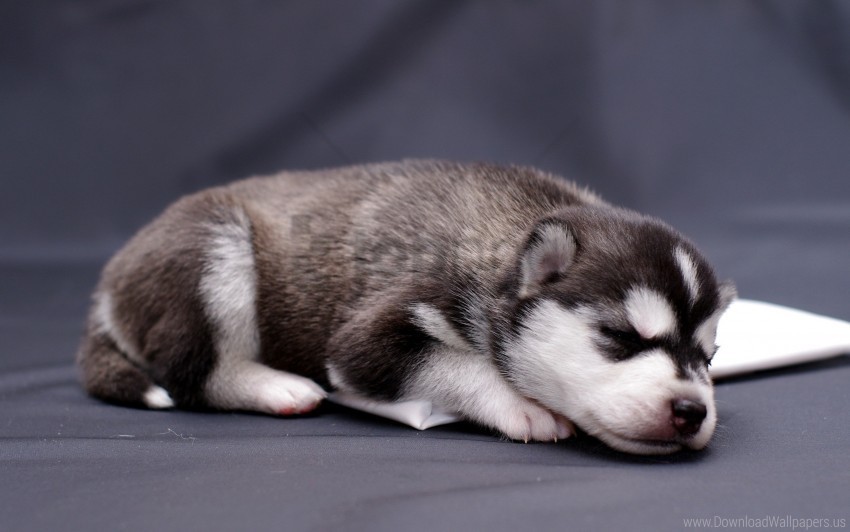 husky lying puppy wallpaper PNG images with no attribution