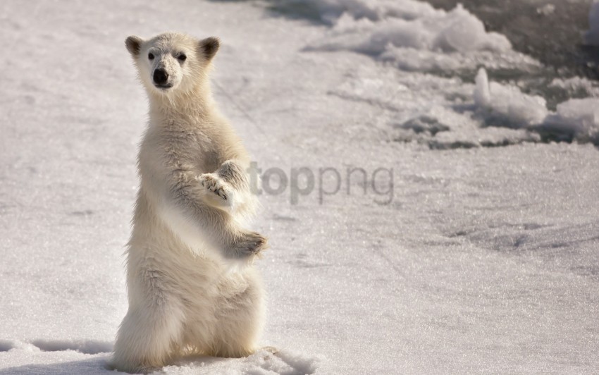 ice on two paws polar bear snow wallpaper PNG for digital design