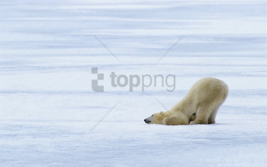 ice playful polar bears snow wallpaper Clear background PNG images comprehensive package