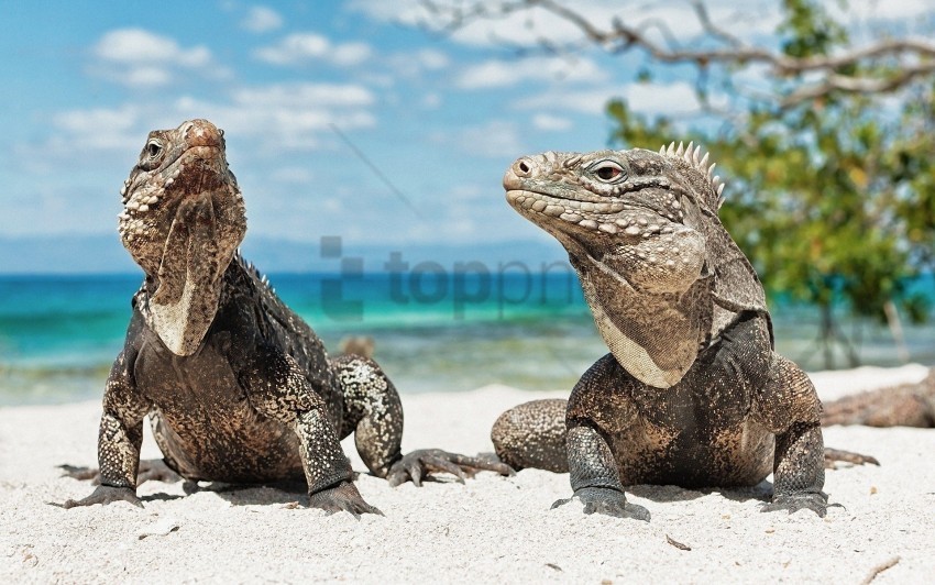 iguana reptile reptiles wallpaper Transparent Background Isolated PNG Art