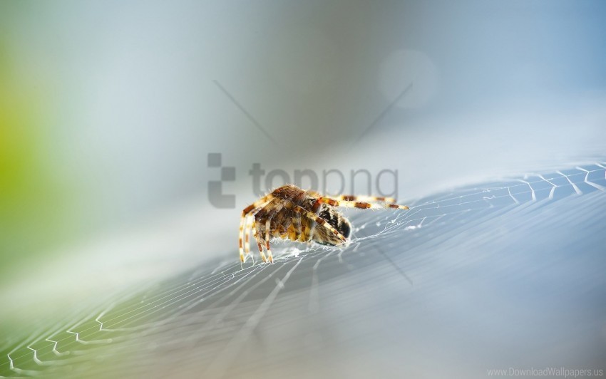 insect spider web wallpaper Transparent Background PNG Isolated Item