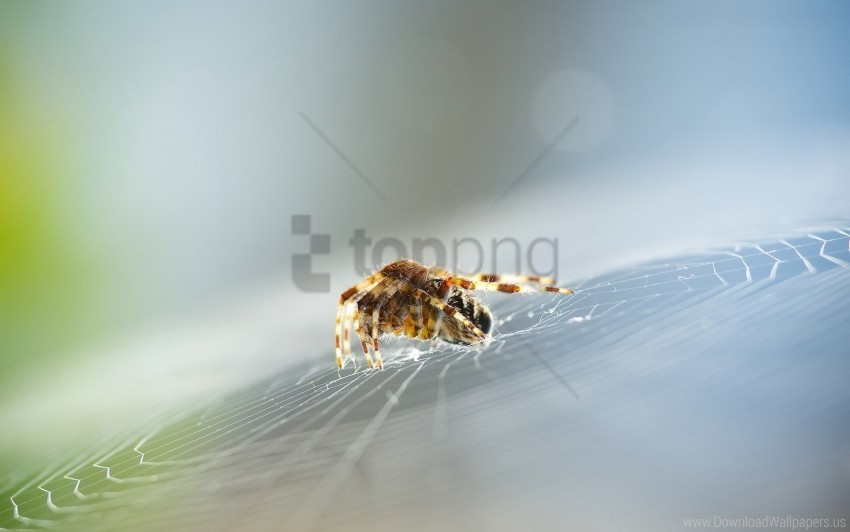 Insect Spider Web Wallpaper Transparent Background PNG Isolated Item