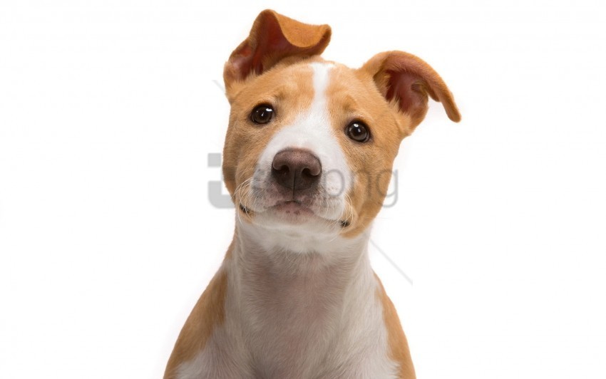 jack russell terrier look puppy snout wallpaper PNG transparent photos for presentations