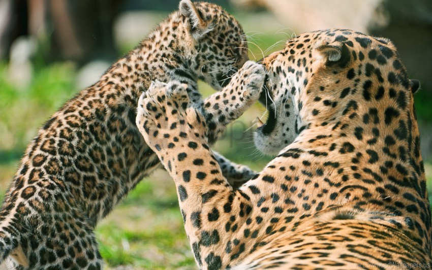 jaguar cub fighting mother wallpaper PNG Graphic with Clear Isolation